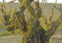 The Darling of bush vine wine