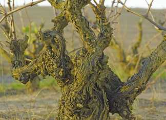 The Darling of bush vine wine