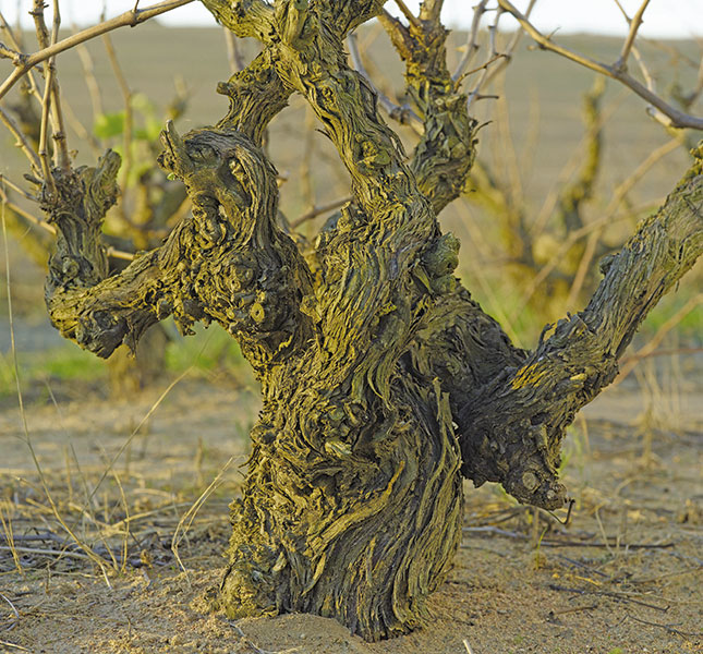 The Darling of bush vine wine The Darling of bush vine wine
