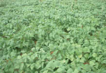 Planning for the planting season