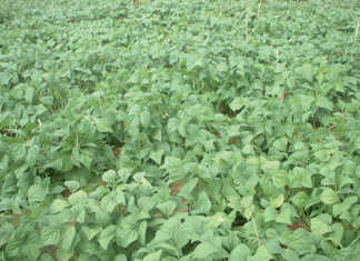 Planning for the planting season