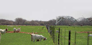 Boer goat stud reaps the rewards of data recording