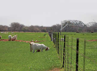 Boer goat stud reaps the rewards of data recording