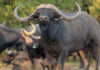 Quarter share in buffalo bull for R44 million buffalo bull sold for R44 million