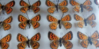 A beautiful obsession with butterflies & beetles