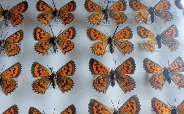 A beautiful obsession with butterflies & beetles A beautiful obsession with butterflies & beetles