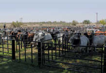 Buying a bull at an auction