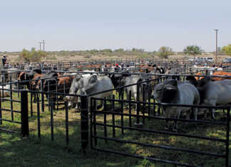 Buying a bull at an auction