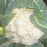 Cauliflower