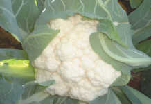 Cauliflower