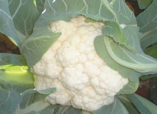Cauliflower