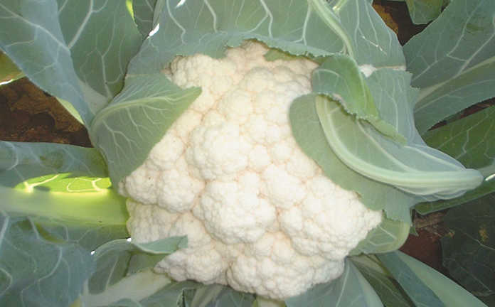 Cauliflower