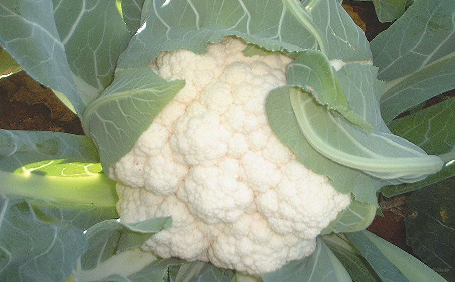 Cauliflower
