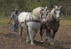 Using draft animals to plough the fields Using draft animals to plough the fields