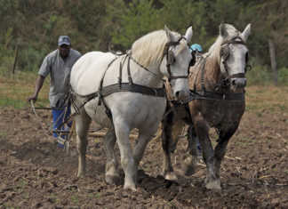 Using draft animals to plough the fields