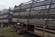 200 sheep dead in N1 truck accident 200 sheep dead