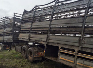 200 sheep dead in N1 truck accident 200 sheep dead
