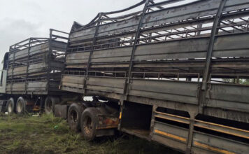 200 sheep dead