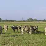 Farming hardy Nguni cattle in the Swartland