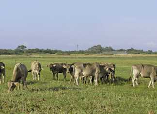 Farming hardy Nguni cattle in the Swartland