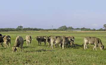 Farming hardy Nguni cattle in the Swartland Farming hardy Nguni cattle in the Swartland