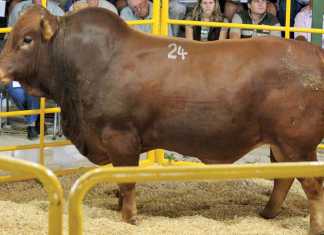 How to auction livestock
