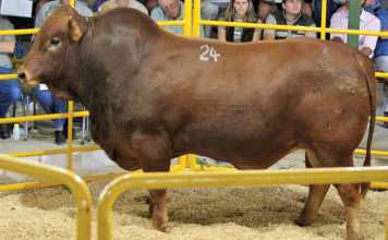 How to auction livestock