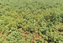 Nitrogen in fertiliser: why it is important