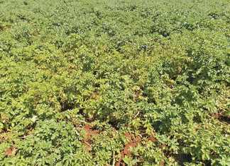 Nitrogen in fertiliser: why it is important