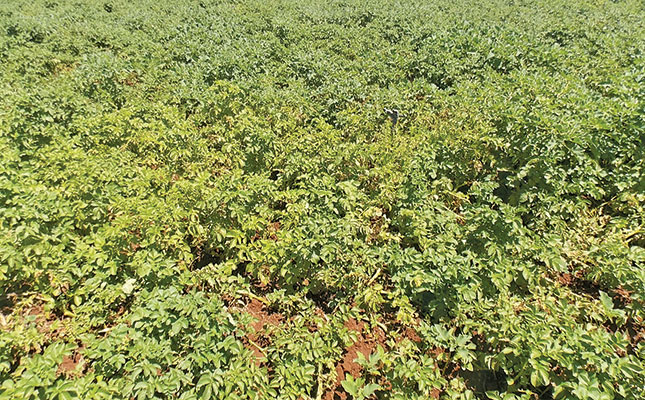 Nitrogen in fertiliser: why it is important Nitrogen in fertiliser: why it is important