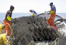 Oyster farming in Saldanha Bay