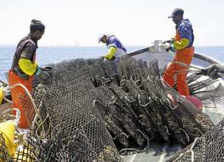 Oyster farming in Saldanha Bay