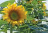 Sunflower: learning the basics – Part 1 Sunflower plant