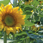 Sunflower plant