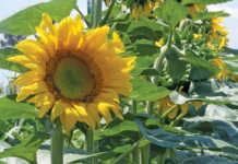 Sunflower plant
