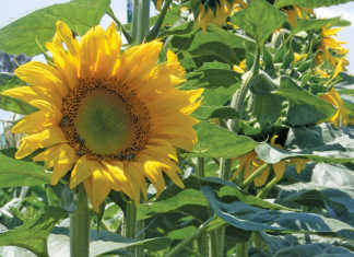 Sunflower plant