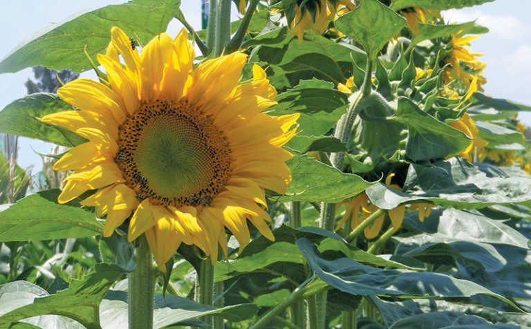 Sunflower: learning the basics – Part 1 Sunflower: learning the basics – Part 1