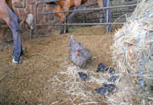 Keeping chickens in the stables