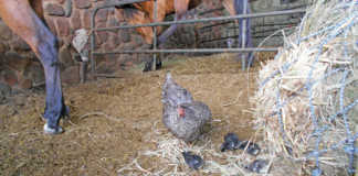 Keeping chickens in the stables