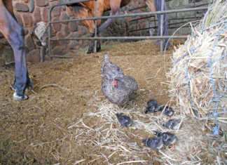 Keeping chickens in the stables