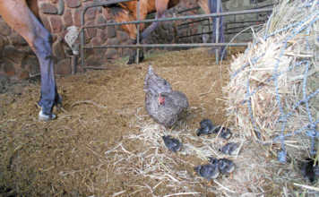 Keeping chickens in the stables