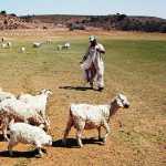 drought-feedinglivestock