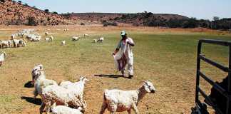 drought-feedinglivestock