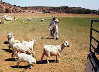 drought-feedinglivestock