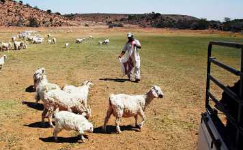 drought-feedinglivestock