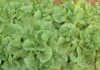Lettuce crop