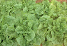 Lettuce crop