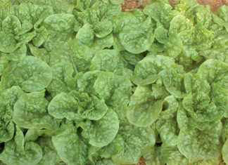Lettuce crop