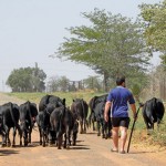 Dexter cattle