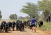 Dexter cattle: Ideal for meat and dairy Dexter cattle